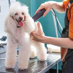 Pet Care